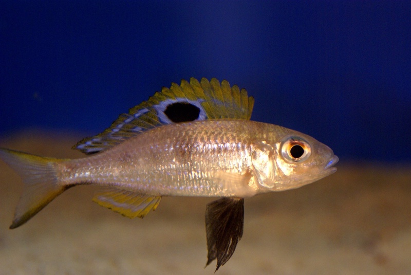 Ectodus descampsii